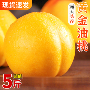 新鲜黄金油桃5斤大桃子当季时令水果黄肉脆桃水密桃潘桃整箱包邮3