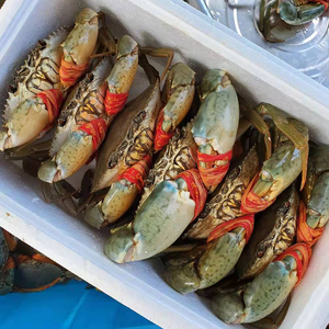 三门青蟹特大膏蟹 超大螃蟹海鲜水产 特产红鲟三公三母组合礼盒装