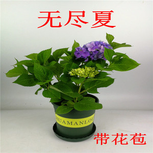 大花绣球花苗无尽夏八仙花花卉绿植盆栽植物四季开花绣球苗紫阳花 阿里巴巴找货神器