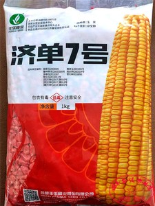 新货精品 济单7号济单七号 NK718 饲料玉米种子高产大棒正品直销