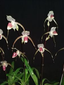 威格 Paph. Lady Isabel 伊莎贝尔 （国王x史托尼） 兜兰 拖鞋兰