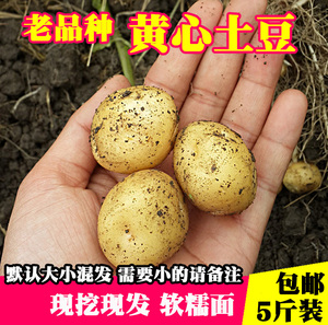 2023年新新鲜小土豆老品种黄皮黄心土豆非转基因洋芋农家马铃薯