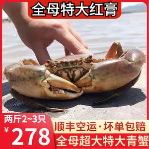 三门野生青蟹鲜活全母红膏母蟹特大超大黄油蟹螃蟹广州2斤2~3只