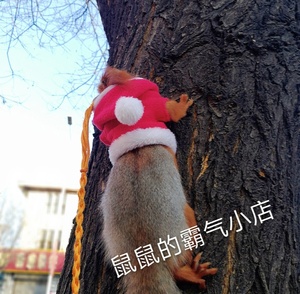 【鼠鼠的霸气小店】 松鼠衣服 圣诞节衣服 小红帽 黄山魔王雪地