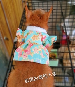 【鼠鼠的霸气小店】松鼠衣服 夏季小裙子 超可爱 魔王红腹雪地