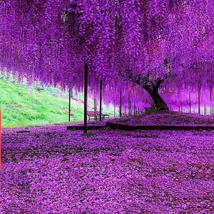 紫藤花树苗爬藤植物攀援花奔庭院围墙四季开花曼紫藤紫罗花苗盆栽