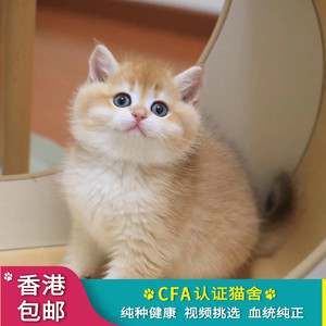 香港出售英短金渐层银渐层幼猫CFA活体幼崽纯种英国短毛猫宠物