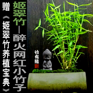 姬翠竹盆景青轴力竹室内绿植竹苗迷你小竹子盆栽植物竹子君可水培