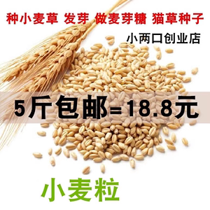 小麦粒做麦芽糖小麦草种子发芽麦苗榨汁猫草种子麦酱钓鱼饵5斤