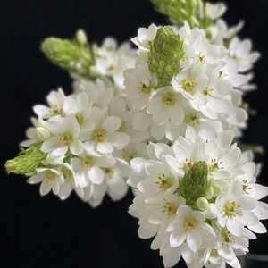 春日爆花机器仙气白色圣心百合鲜花家居插花水养云南直发花期长