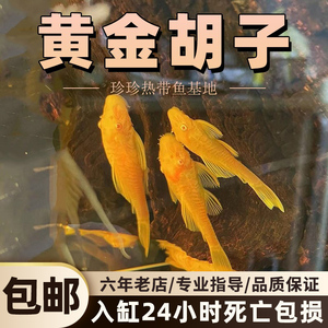 黄金大胡子异型胡子鱼清道夫草缸小型除藻鱼工具鱼热带鱼观赏鱼