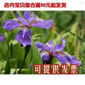 扁竹根蝴蝶兰苗鸢尾紫色兰花又名鸢尾当年开花苗繁殖快速