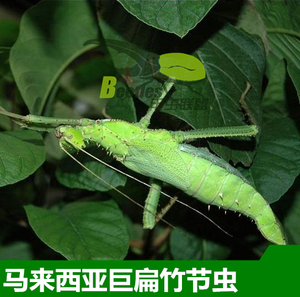 另类宠物马来巨扁竹节虫活体宠物昆虫活体叶子虫叶?竹节虫活体