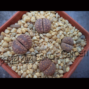 SH531种子 紫大津绘 大津汇 珍贵红色生石花 园艺稀有石生花 花种