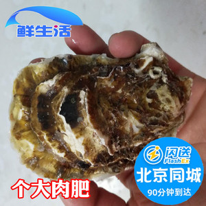 4-5两/只 北京闪送鲜活大个生蚝 海蛎威海特产牡蛎肉海鲜水产现货