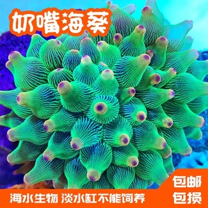 奶嘴海葵小丑鱼共生紫点海葵海水海缸活体珊瑚荧光绿奶嘴海葵