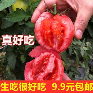四川攀枝花沙瓤普罗旺斯西红柿新鲜水果自然熟农家生吃露天种植