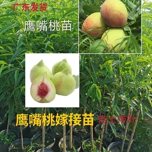 广东嫁接鹰嘴桃树苗正宗三月桃果树苗水蜜桃树南北方种植当年结果