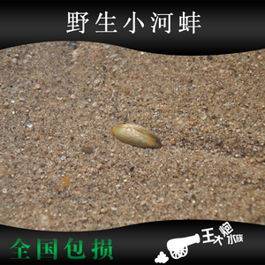 杜氏珠蚌 圆顶蚌蛤蜊活体观赏蚌 鰟鮍齐氏鱊繁殖用活化底床净化水