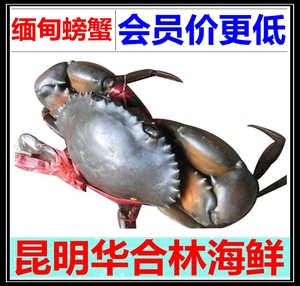鲜活缅甸螃蟹B货昆明海鲜水产肉蟹500g3只左右黑蟹青蟹食用仅云南