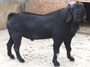 纯种努比亚黑山羊活羊小羊羔大耳黑山羊活苗怀孕母羊养殖技术