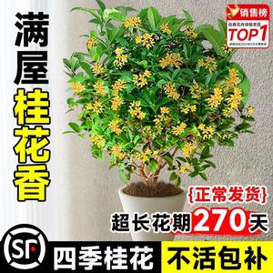 四季桂花树苗盆栽阳台黄金桂花植物室内花卉好养月月开花庭院大树