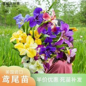 鸢尾花苗庭院花坛四季别墅植物盆地栽宿根美国常青绿水生培鲜花