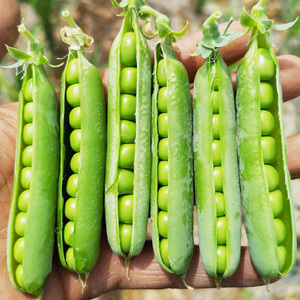 甜脆青豌豆种子豌豆种籽孑四季阳台蔬菜特大菜种碗豆种长寿豆仁菜
