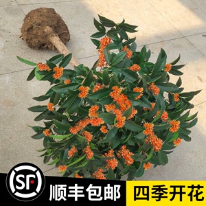 金桂花树苗桂花苗盆栽嫁接苗四季桂室内外浓香型阳台花卉绿植庭院