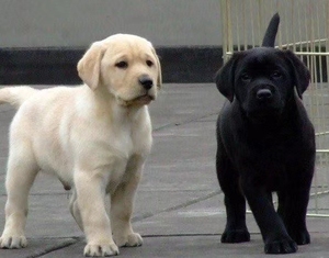 纯种拉布拉多幼犬中型双血统超短毛犬黑色白色巴哥腊肠犬舍宠物狗