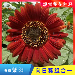 观赏向日葵种子籽紫阳太阳花红褐色鲜切花四季盆栽庭院日本花卉孑
