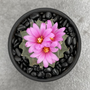 赤花娇丽 赤花娇丽品牌 价格 阿里巴巴