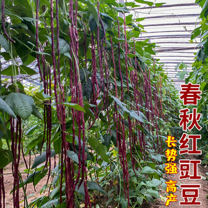 豇豆种籽老品种特长紫红豇豆角缸豆耐热高产春夏秋四季蔬菜种子孑