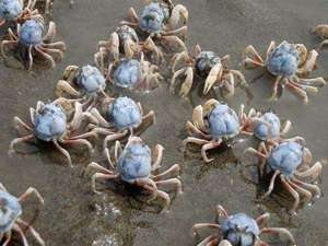 海水蟹和尚蟹 宠物宠物蟹迷你 短指和尚蟹 兵蟹 沙蟹