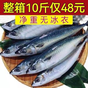 鲐鲅鱼青占鱼鲐鱼整条新鲜冷冻野生青花鱼深海海鱼海鲜水产