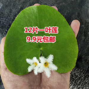 一叶莲浮萍水草水培植物花卉养龟虾鱼缸铜钱草四季盆栽非睡莲碗莲