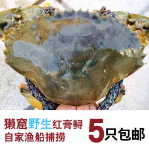 福建泉州獭窟崇武野生母红膏鲟满膏惠安特产包货包肥一只价