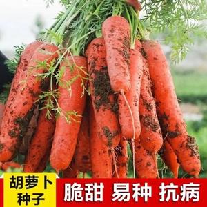 耐热耐寒胡萝卜种籽子四季夏秋播七寸参红色高产菜园盆栽蔬菜种孑