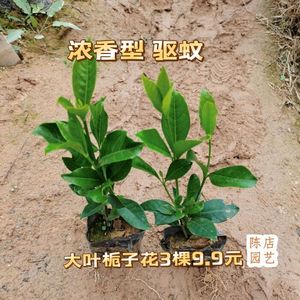 大叶栀子花盆栽浓香型开花芳香重瓣大花办公室阳台庭院花卉绿植物