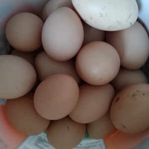 30枚正宗农家土鸡蛋农村散养本鸡蛋笨蛋新鲜草鸡蛋月子蛋整箱包邮