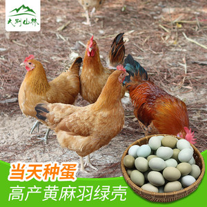 高产种鸡蛋麻羽绿壳绿皮蛋青脚黄脚土鸡受精蛋可孵化用的种蛋