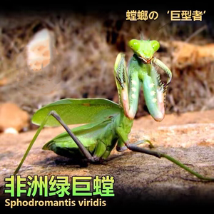 包邮非洲绿巨sv螳螂活体宠物昆虫绿特色爬宠/鸣虫