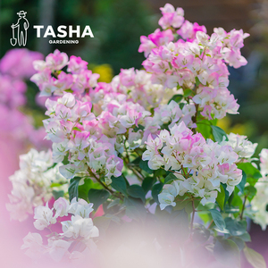塔莎的花园三角梅盆栽带花苗四季开花卉老桩紫红绿樱室内阳台植物