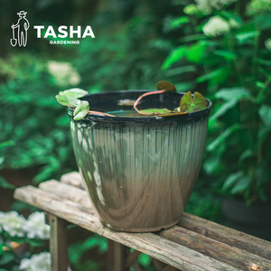 塔莎的花园 碗莲盆加宽加高塑料碗莲睡莲苗盆简约时尚装饰盆桌面