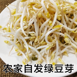 密云农家自产小绿豆芽豆芽菜新鲜蔬菜火锅春饼凉拌均可食用350g