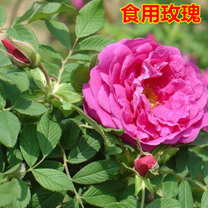 紫枝 食用玫瑰 四季开花 浓香可食用 做花茶春色满园月季园