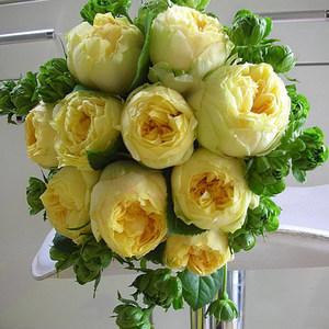 金丝雀新款美观 微月月季花苗  黄色大花香味适合阳台盆栽玫瑰