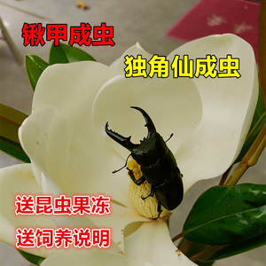 【新虫】独角仙成虫幼虫新手套餐锹甲成虫甲虫昆虫宠物送饲养指南