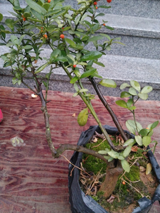金豆老桩盆景植物室内盆栽多年树桩