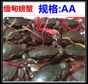 鲜活缅甸螃蟹AA货 2只/1kg 左右昆明海鲜水产食用肉蟹黑蟹青蟹